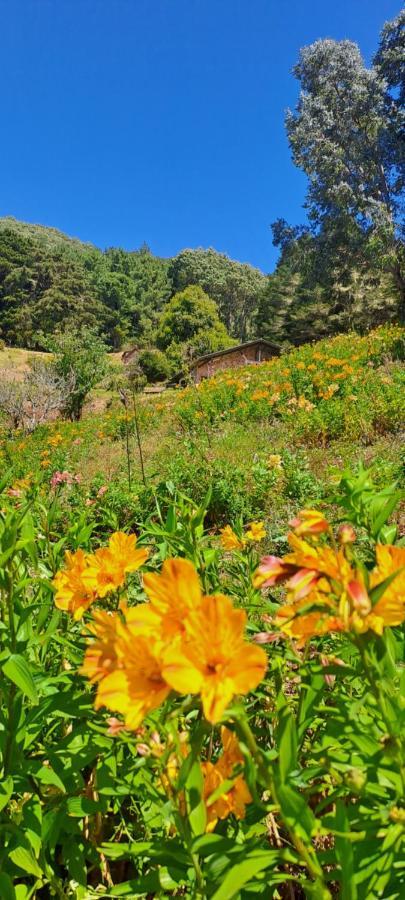 El Pital Ecolodge San Ignacio Eksteriør billede